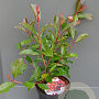 Photinia fraseri Red Light 40-60 cm 3,0L