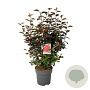 Physocarpus opulif. Diable d'Or 40-60 cm 3,0L