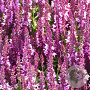 Salvia nem. 'Pink Beauty' GM P9