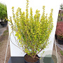 Physocarpus opulif. Tiny Wine Gold 40-60 cm 3,0L