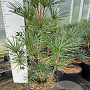 Sciadopitys verticillata 50-60 cm 7,5L