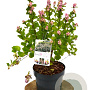 Symphoricarpos d. Rave 40-60 cm 3,0L