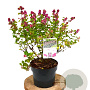 Symphoricarpos d. Rumble 40-60 cm 3,0L