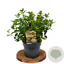 Viburnum tin. 'Eve Price' 40-60 cm 3,0L