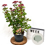 Viburnum tin. Lisarose 40-60 cm 3,0L