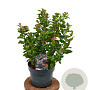 Viburnum tin. Spirit 40-50 cm 5,0L
