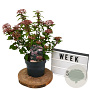 Viburnum tin. Spirit 40-60 cm 3,0L