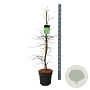 Acer pal. 'Dissectum' 100-125 cm 14L