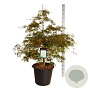 Acer pal. 'Dissectum' 100-125 cm cont. 55L extra