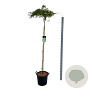 Acer pal. 'Dissectum' 160 cm stam 30L