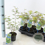 Acer pal. 'Emerald Lace' 25-30 cm P10,5