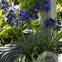 Agapanthus Everpanthus Midnight Sky GM 2,0L