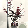 Acer pal. 'Red Emperor' 80-100 cm 10L