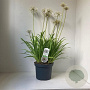 Agapanthus 'Leicester' 30-35 cm 7,5L