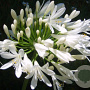 Agapanthus 'Leicester' 50-60 cm 7,5L
