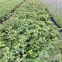 Anemone hupehensis GM 2,0L