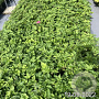 Anemone h. 'Prinz Heinrich' GM 2,0L