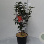 Camellia ret. 'Mary Williams' 60-70 cm 5,0L