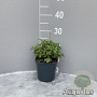 Anemone sylvestris GM 2,0L