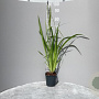 Iris ensata GM 2,0L