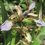 Iris foetidissima GM P9