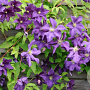 Clematis 'Aotearoa' 80 cm rozenpot 2L