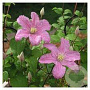 Clematis 'Comtesse de Bouchaud' 150-175 cm vierkant rond 5,5L
