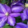 Clematis 'Daniel Deronda' 80 cm rozenpot 2L