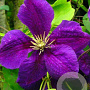Clematis 'Jackmanii Superba' 80 cm rozenpot 2L