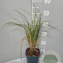 Anemanthele lessoniana GM 2,0L