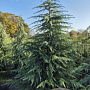 Cedrus deodara 450-500 cm container solitair