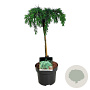 Cedrus deod. 'Feelin' Blue' 100 cm 5,0L