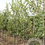Crataegus persimilis 'Splendens' 6-8 HO draadkluit
