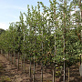 Crataegus persimilis 'Splendens' 8-10 HO draadkluit