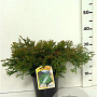 Chamaecyparis o. 'Pygmaea' 25-30 cm 3,5L