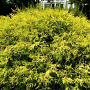 Chamaecyparis p. 'Filifera Aurea' 200 cm container meerstammig 200 cm stam