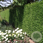 Cupressocyparis leylandii 175-200 cm 7,5L