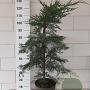 Cupressocyparis leylandii 90-100 cm 10L