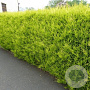 Cupressocyparis l. 'Castlewellan' 200 cm 45L pompon