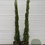 Cupressus sempervirens 125-150 cm 15L