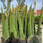 Cupressus sempervirens 150-175 cm 20L
