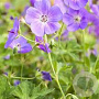 Geranium wallichianum 'Bloom Me Away' GM P9