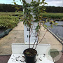 Hypericum i. 'Elstead' 30-40 cm 2,0L