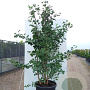 Ginkgo biloba 150-175 cm container meerstammig
