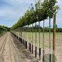 Ginkgo bil. 'Blagon' 200-250 cm wortelgoed