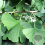 Ginkgo bil. 'Horizontalis' 225 cm stam 35L 10-12