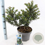Ilex meserv. Gentle 30-40 cm 5,0L