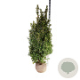Ilex meserv. Heckenfee 150-175 cm met kluit extra