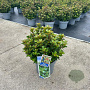 Ilex meserv. Little Rascal 30-40 cm 5,0L