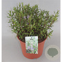 Hebe 'Warleyensis' GM C5